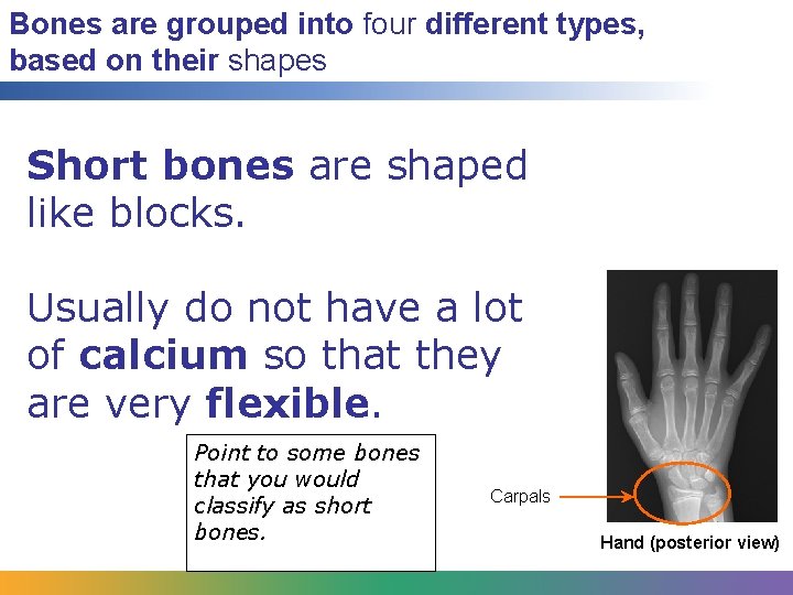 Bones are grouped into four different types, based on their shapes Short bones are