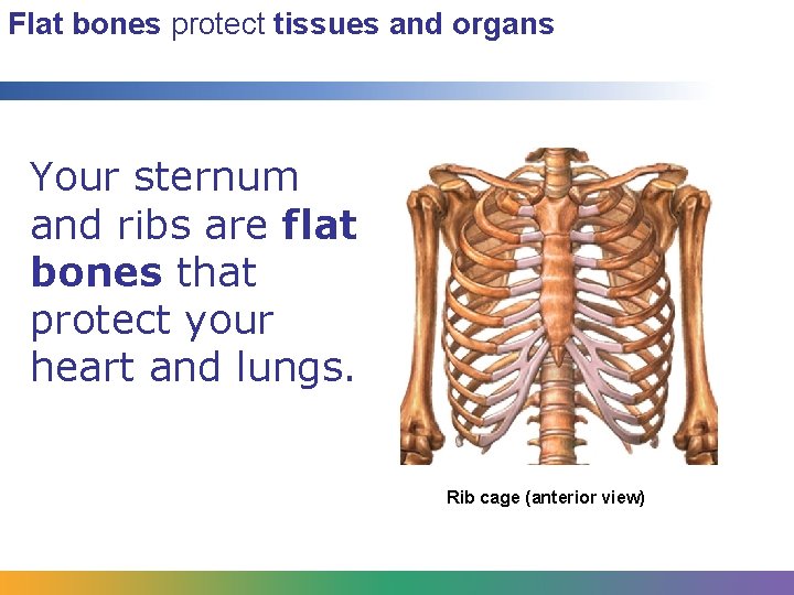 Flat bones protect tissues and organs Your sternum and ribs are flat bones that