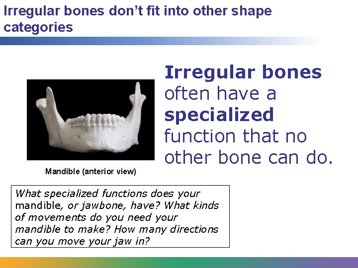 Irregular bones don’t fit into other shape categories Mandible (anterior view) Irregular bones often