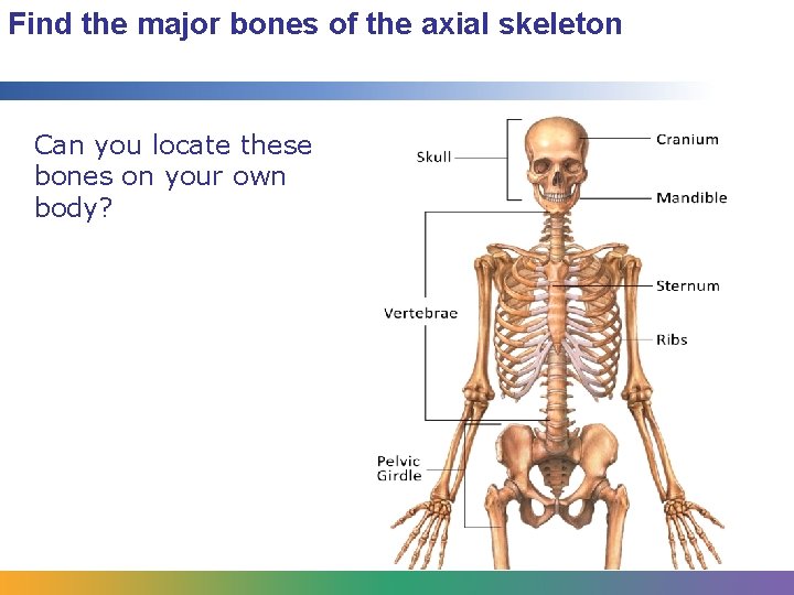 Find the major bones of the axial skeleton Can you locate these bones on