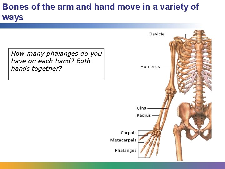 Bones of the arm and hand move in a variety of ways How many