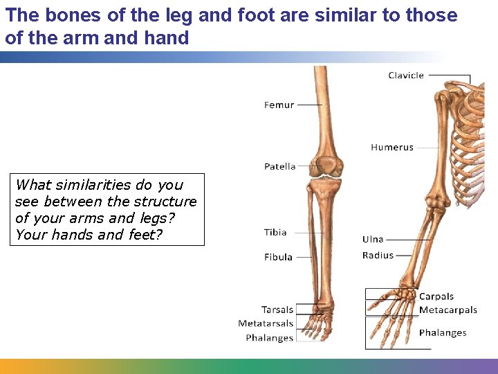 The bones of the leg and foot are similar to those of the arm