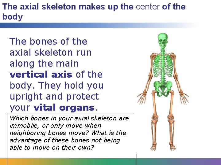 The axial skeleton makes up the center of the body The bones of the