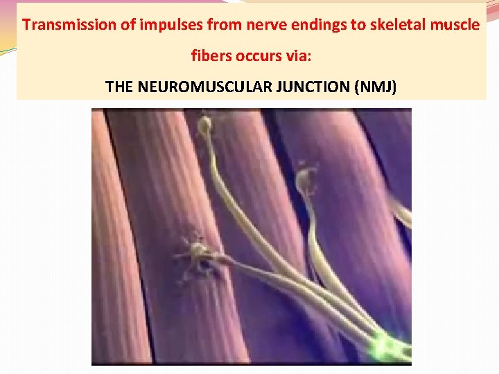 Transmission of impulses from nerve endings to skeletal muscle fibers occurs via: THE NEUROMUSCULAR
