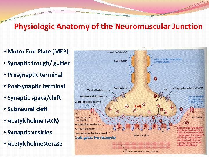 Physiologic Anatomy of the Neuromuscular Junction • Motor End Plate (MEP) • Synaptic trough/