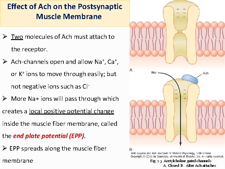 Effect of Ach on the Postsynaptic Muscle Membrane Ø Two molecules of Ach must