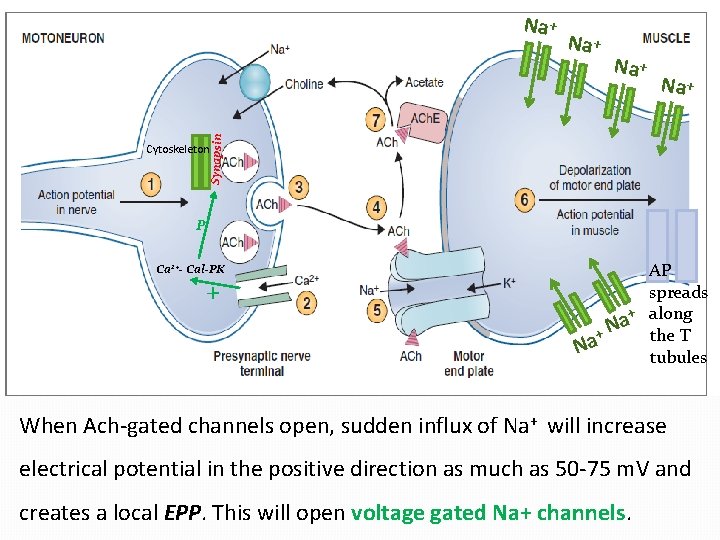 Na + Synapsin Na + Cytoskeleton P Ca 2+- Cal-PK + AP spreads +
