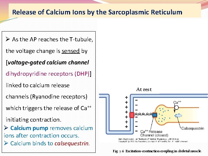 Release of Calcium Ions by the Sarcoplasmic Reticulum Ø As the AP reaches the