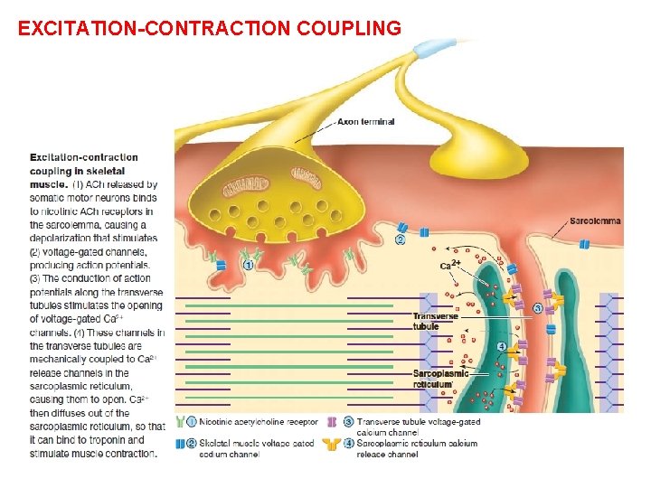 EXCITATION-CONTRACTION COUPLING 