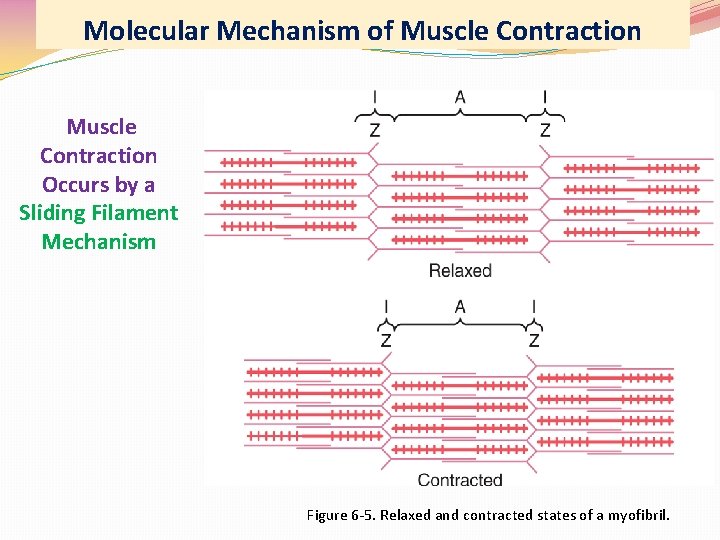 Molecular Mechanism of Muscle Contraction Occurs by a Sliding Filament Mechanism Figure 6 -5.