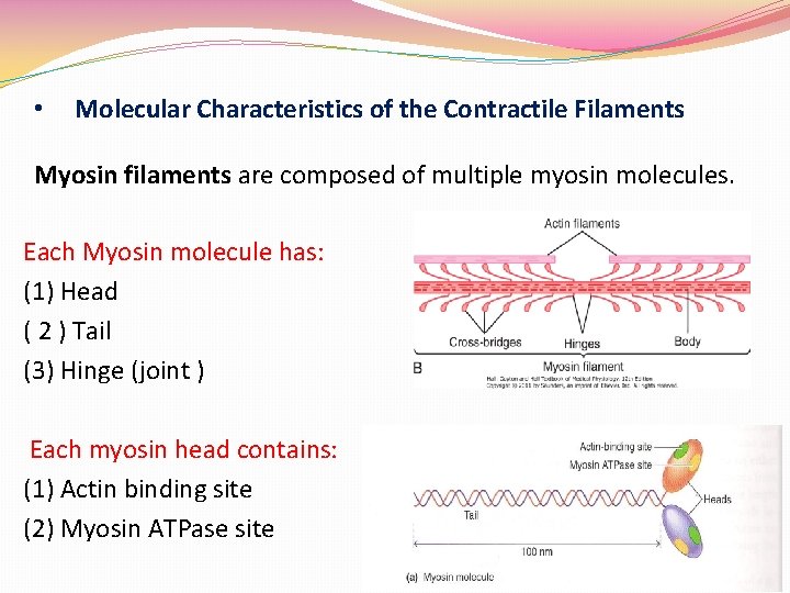  • Molecular Characteristics of the Contractile Filaments Myosin filaments are composed of multiple