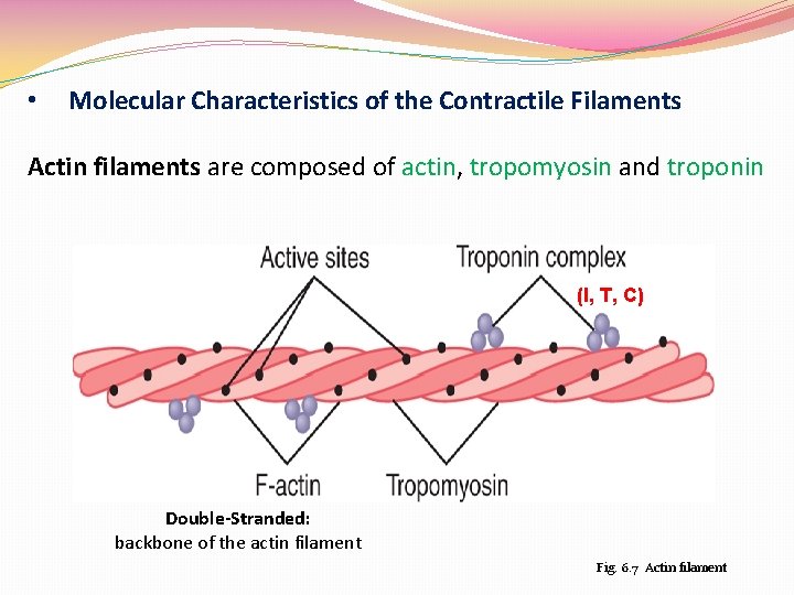  • Molecular Characteristics of the Contractile Filaments Actin filaments are composed of actin,