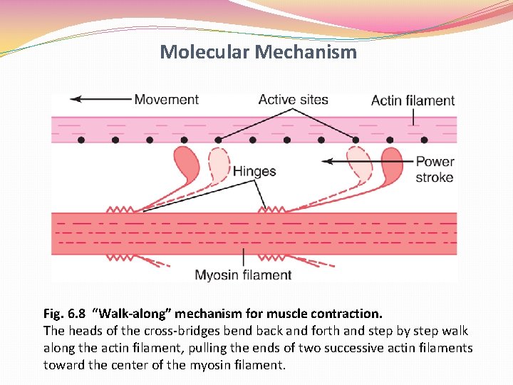 Molecular Mechanism Fig. 6. 8 “Walk-along” mechanism for muscle contraction. The heads of the