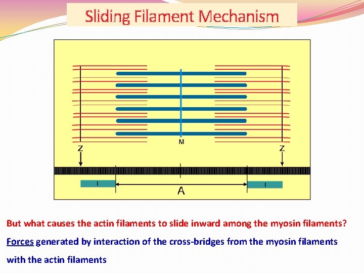 Sliding Filament Mechanism But what causes the actin filaments to slide inward among the