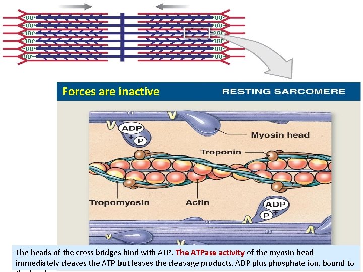 Forces are inactive The heads of the cross bridges bind with ATP. The ATPase