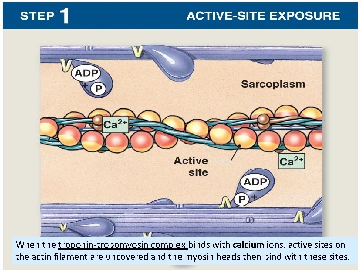 When the troponin-tropomyosin complex binds with calcium ions, active sites on the actin filament