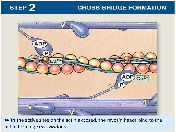 With the active sites on the actin exposed, the myosin heads bind to the