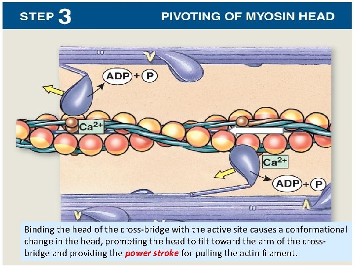 Binding the head of the cross-bridge with the active site causes a conformational change