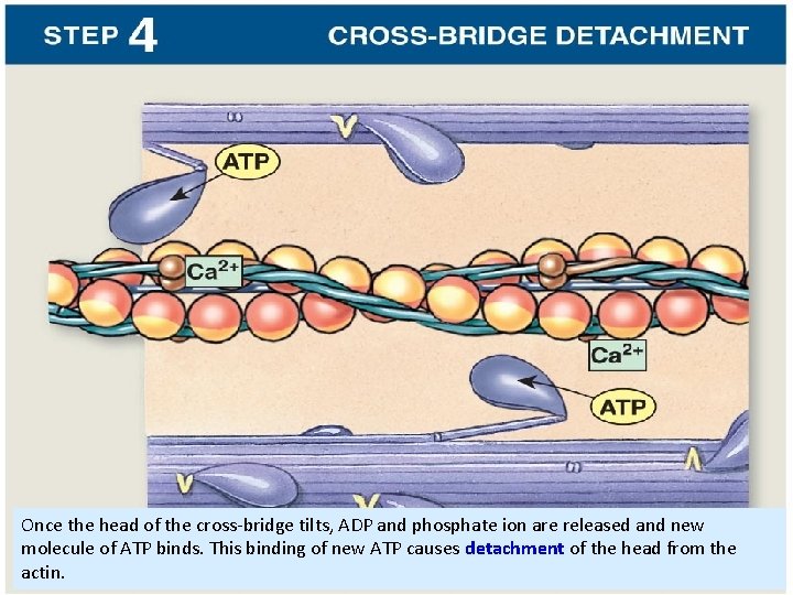 Once the head of the cross-bridge tilts, ADP and phosphate ion are released and
