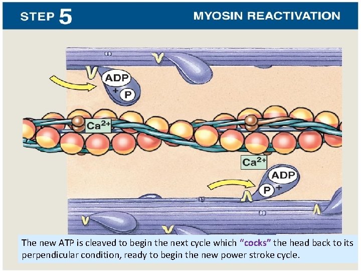 The new ATP is cleaved to begin the next cycle which “cocks” the head