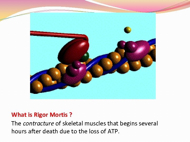 What is Rigor Mortis ? The contracture of skeletal muscles that begins several hours