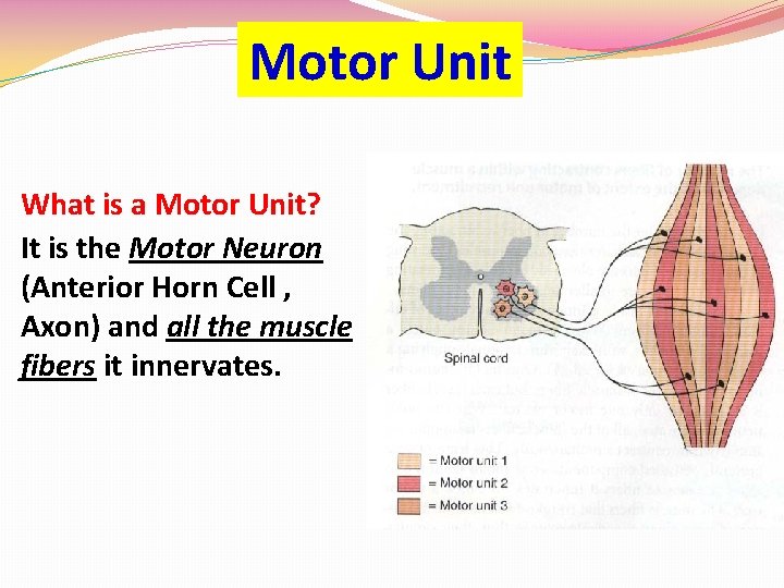 Motor Unit What is a Motor Unit? It is the Motor Neuron (Anterior Horn