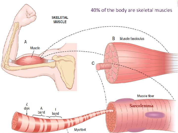 40% of the body are skeletal muscles Sarcolemma 