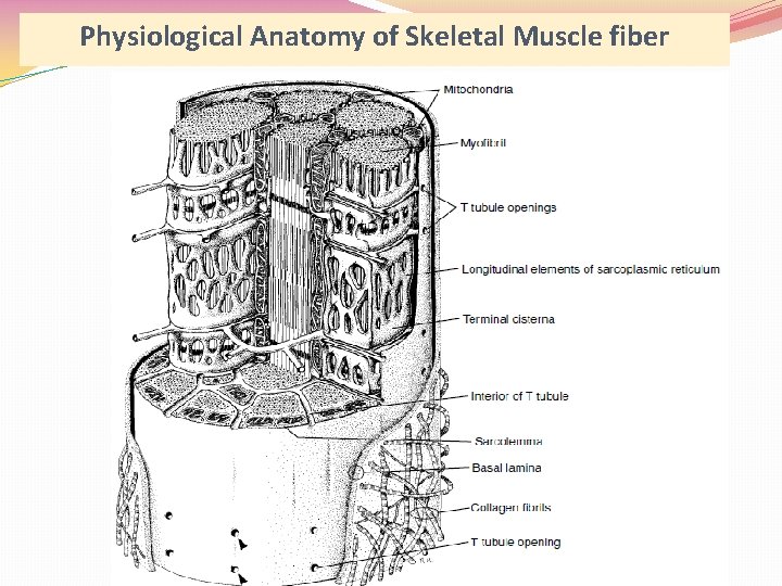 Physiological Anatomy of Skeletal Muscle fiber 