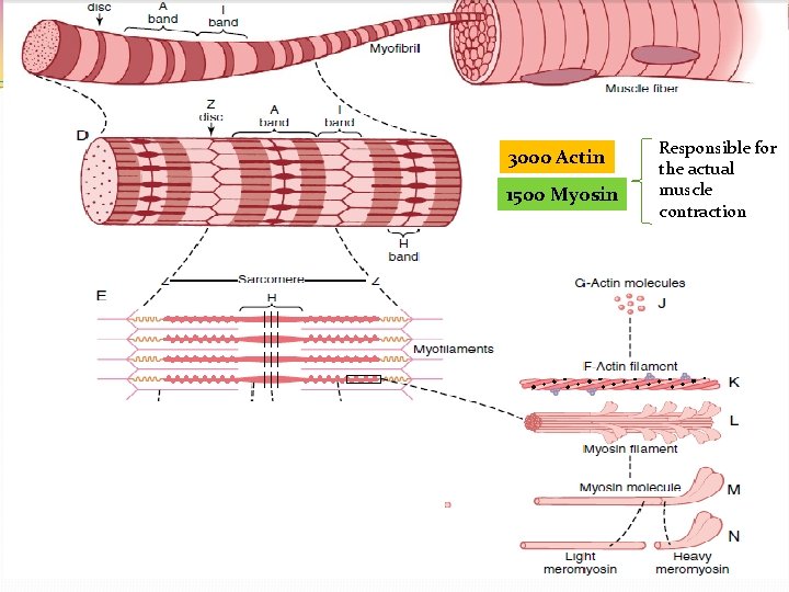 3000 Actin 1500 Myosin Responsible for the actual muscle contraction 