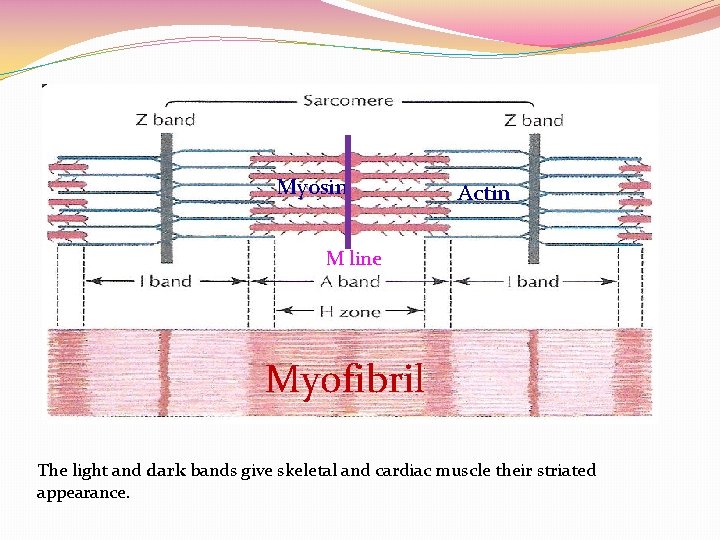 Myosin Actin M line Myofibril The light and dark bands give skeletal and cardiac