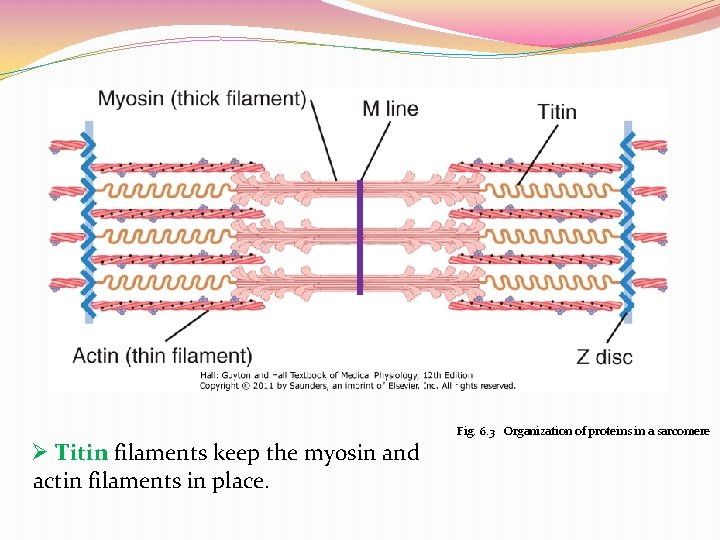 Fig. 6. 3 Organization of proteins in a sarcomere Ø Titin filaments keep the