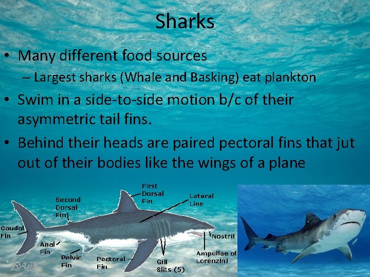 Sharks • Many different food sources – Largest sharks (Whale and Basking) eat plankton