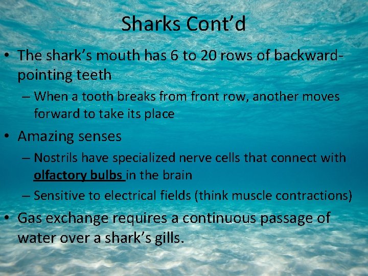 Sharks Cont’d • The shark’s mouth has 6 to 20 rows of backwardpointing teeth