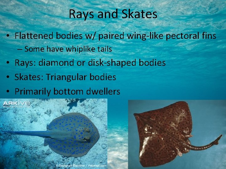 Rays and Skates • Flattened bodies w/ paired wing-like pectoral fins – Some have