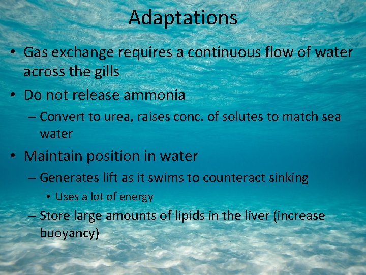 Adaptations • Gas exchange requires a continuous flow of water across the gills •