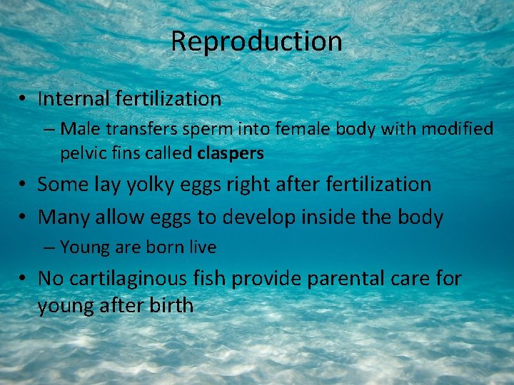 Reproduction • Internal fertilization – Male transfers sperm into female body with modified pelvic