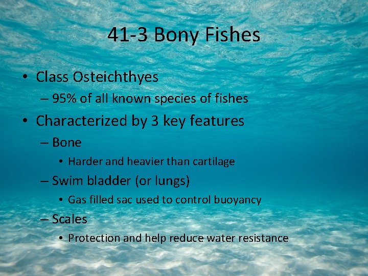 41 -3 Bony Fishes • Class Osteichthyes – 95% of all known species of