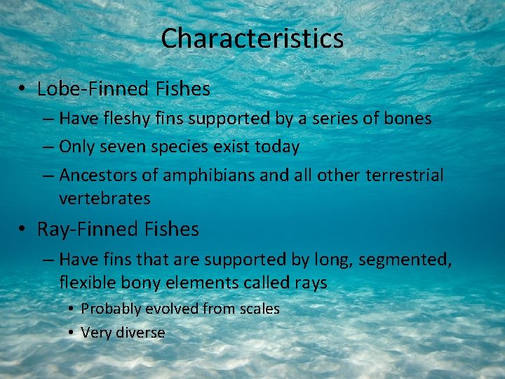 Characteristics • Lobe-Finned Fishes – Have fleshy fins supported by a series of bones