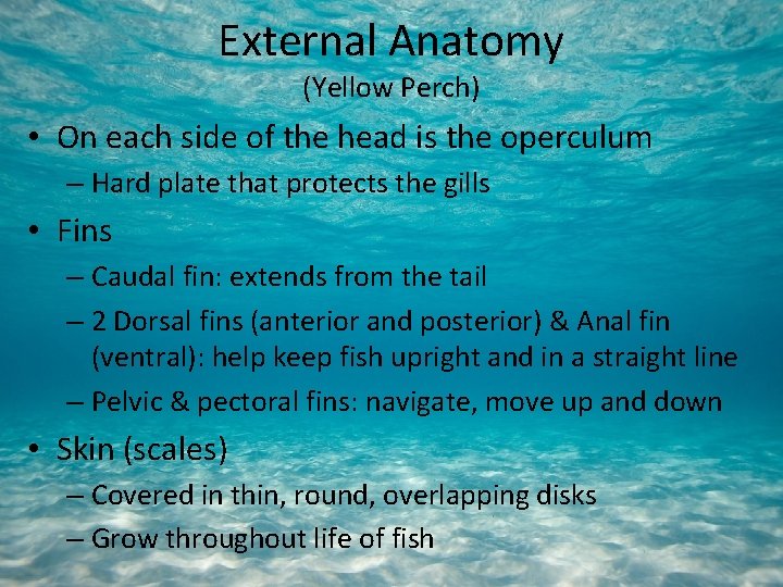 External Anatomy (Yellow Perch) • On each side of the head is the operculum