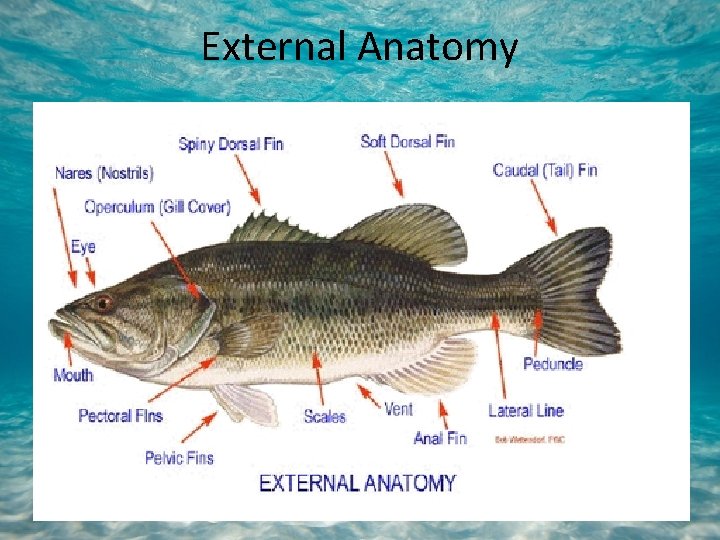 External Anatomy 