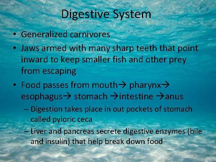 Digestive System • Generalized carnivores • Jaws armed with many sharp teeth that point
