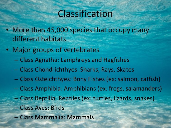 Classification • More than 45, 000 species that occupy many different habitats • Major