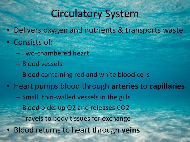 Circulatory System • Delivers oxygen and nutrients & transports waste • Consists of: –