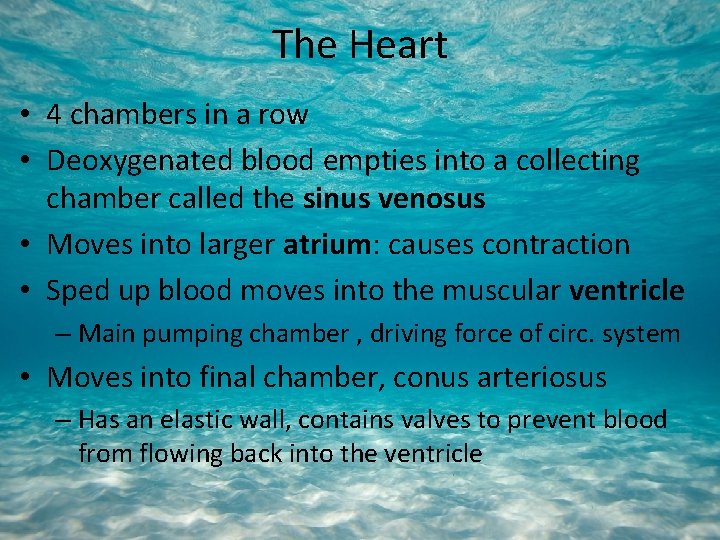 The Heart • 4 chambers in a row • Deoxygenated blood empties into a