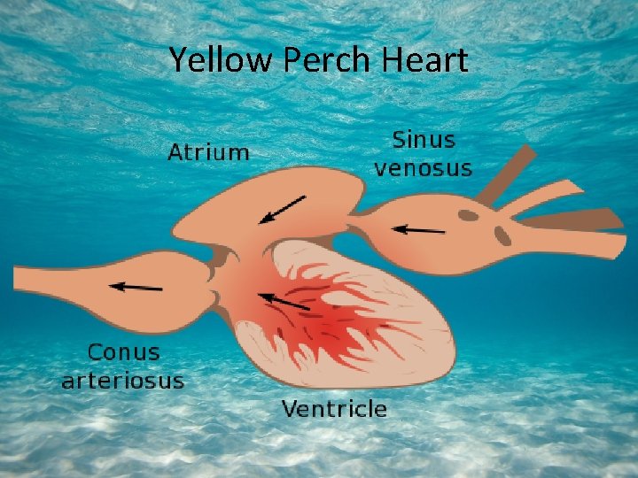 Yellow Perch Heart 