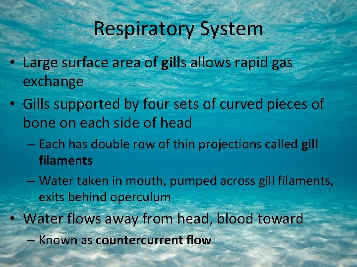 Respiratory System • Large surface area of gills allows rapid gas exchange • Gills
