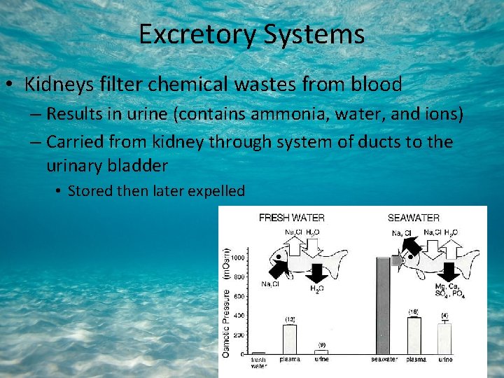 Excretory Systems • Kidneys filter chemical wastes from blood – Results in urine (contains