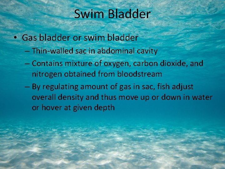 Swim Bladder • Gas bladder or swim bladder – Thin-walled sac in abdominal cavity