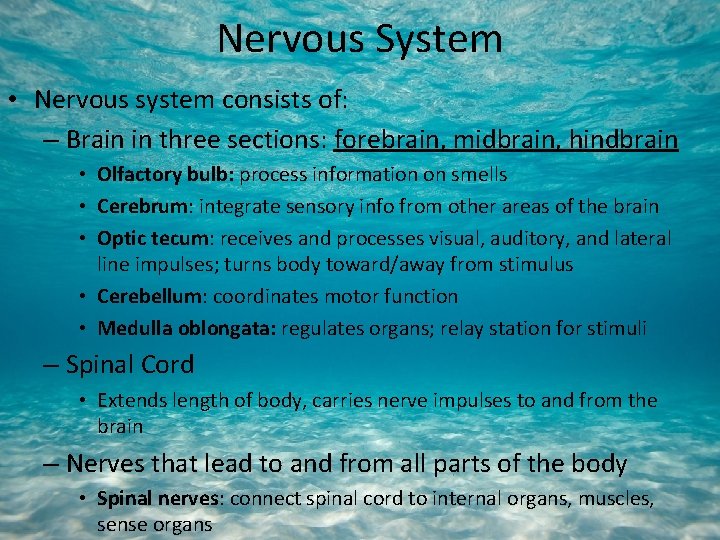 Nervous System • Nervous system consists of: – Brain in three sections: forebrain, midbrain,