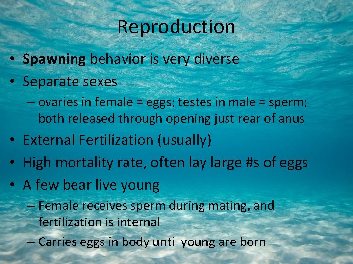 Reproduction • Spawning behavior is very diverse • Separate sexes – ovaries in female